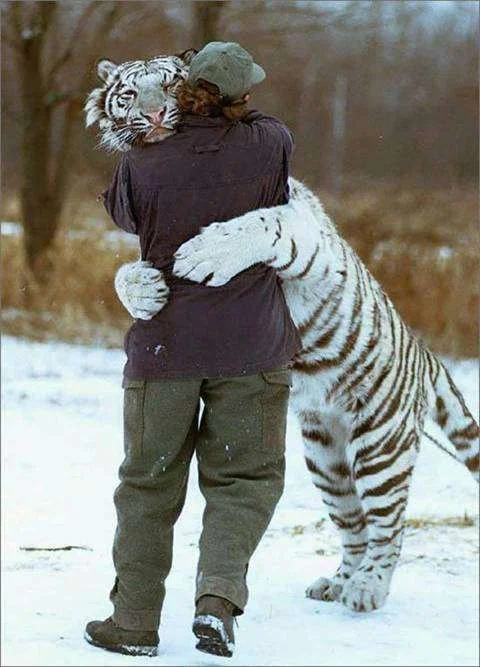 big hug.webp