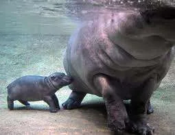 big momma.webp