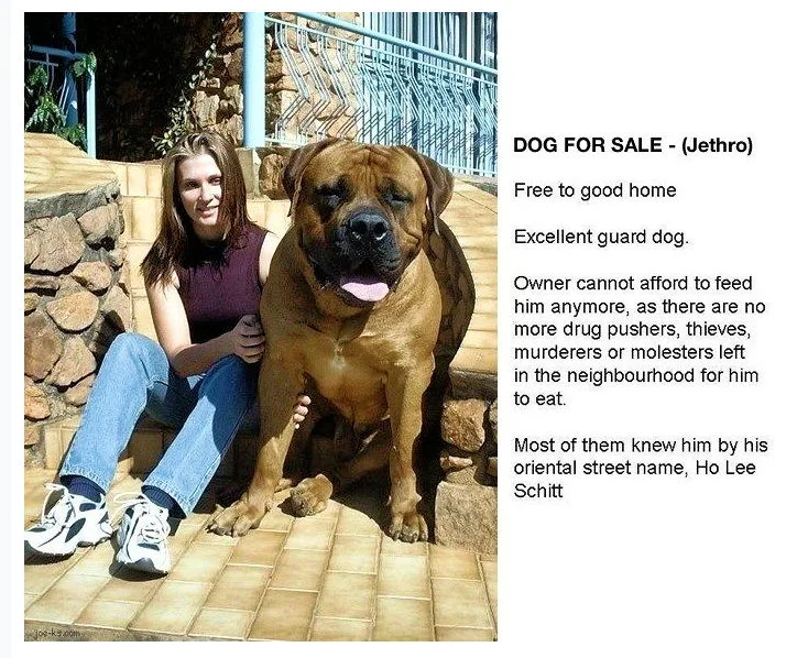 bigdog.webp