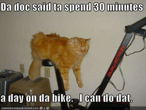bike cat.webp