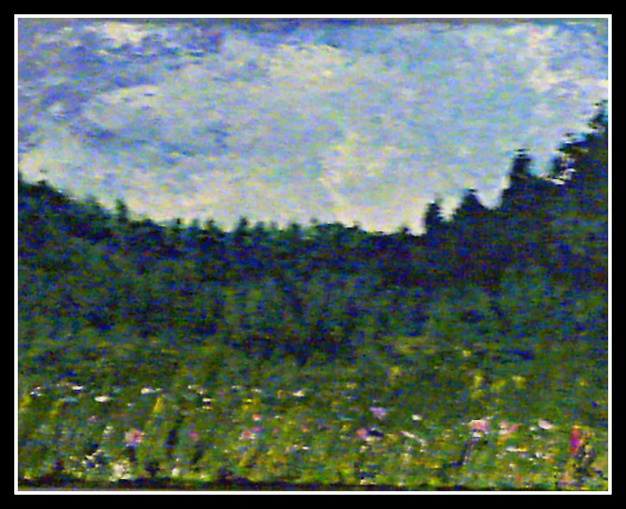 Bills and Sheilas Flower Field.webp