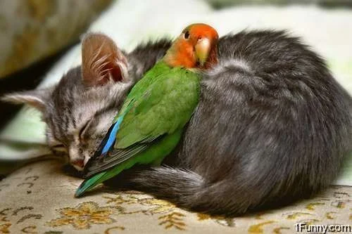 bird-cat-friends.webp