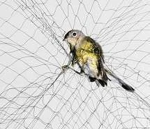 bird,caught,net,photography,tangled,trapped-dd9d256752f859c8aec4695139ee7849_m.webp