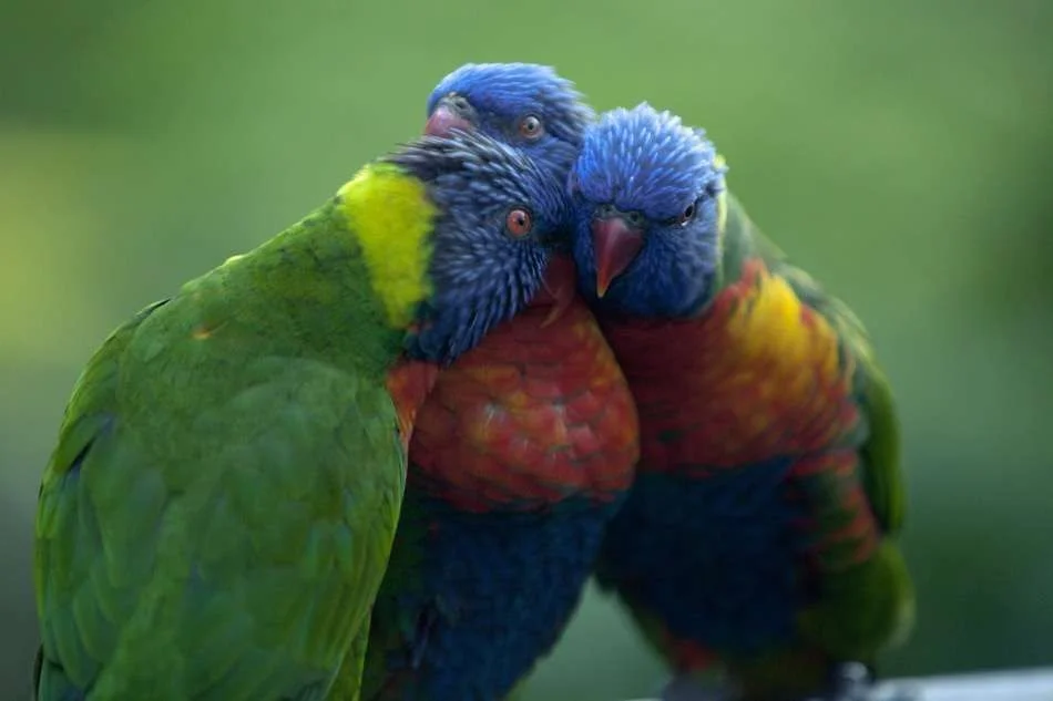 bird hugs.webp