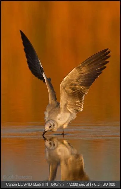 bird.webp