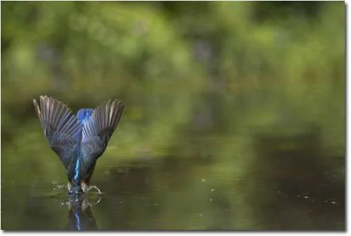 bird.webp