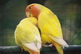 Birdie shoulder to lean on.webp