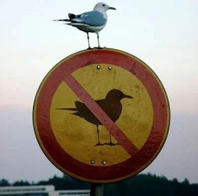 birds-funny-sign.webp