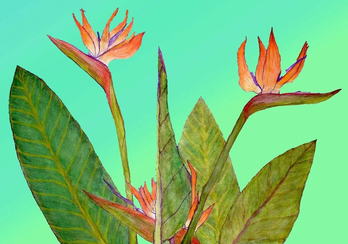 birds of paradise.webp
