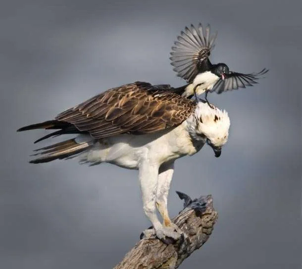 birds.webp