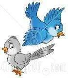 Birds.webp