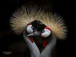 birds.webp