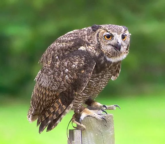 birds_of_prey_1083.webp
