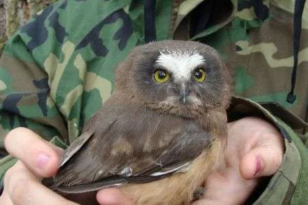 birds_of_prey_nca.Par.33995.Image.450.300.1.gif.webp