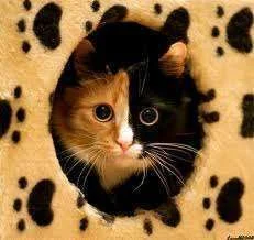 Black and brown cat.webp