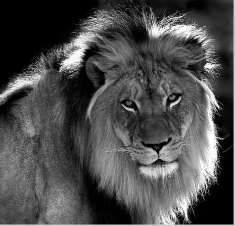 black and white lion for lion heart.webp