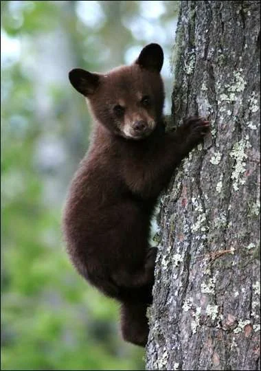 black-bear.webp