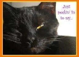 black cat.webp