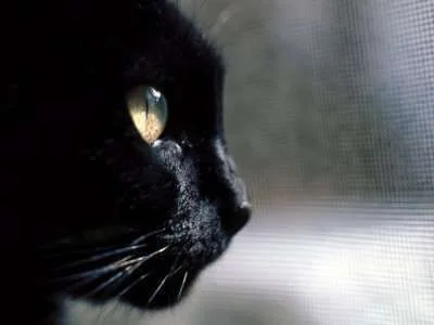 Black cat.webp