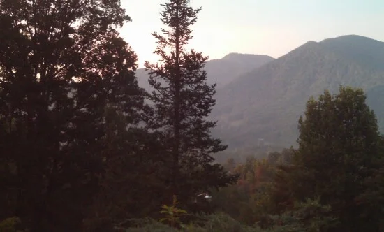 Black Forest.webp