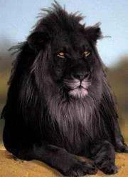 Black Lion.webp