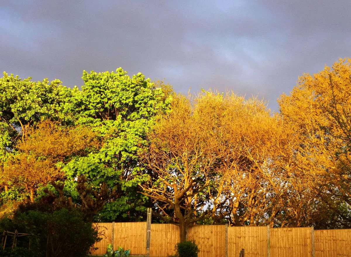Black sky sun on trees.webp
