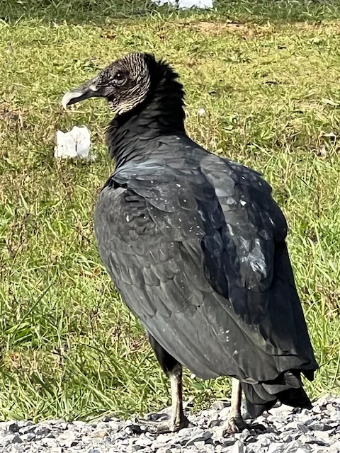 black vulture 10162024_2.webp