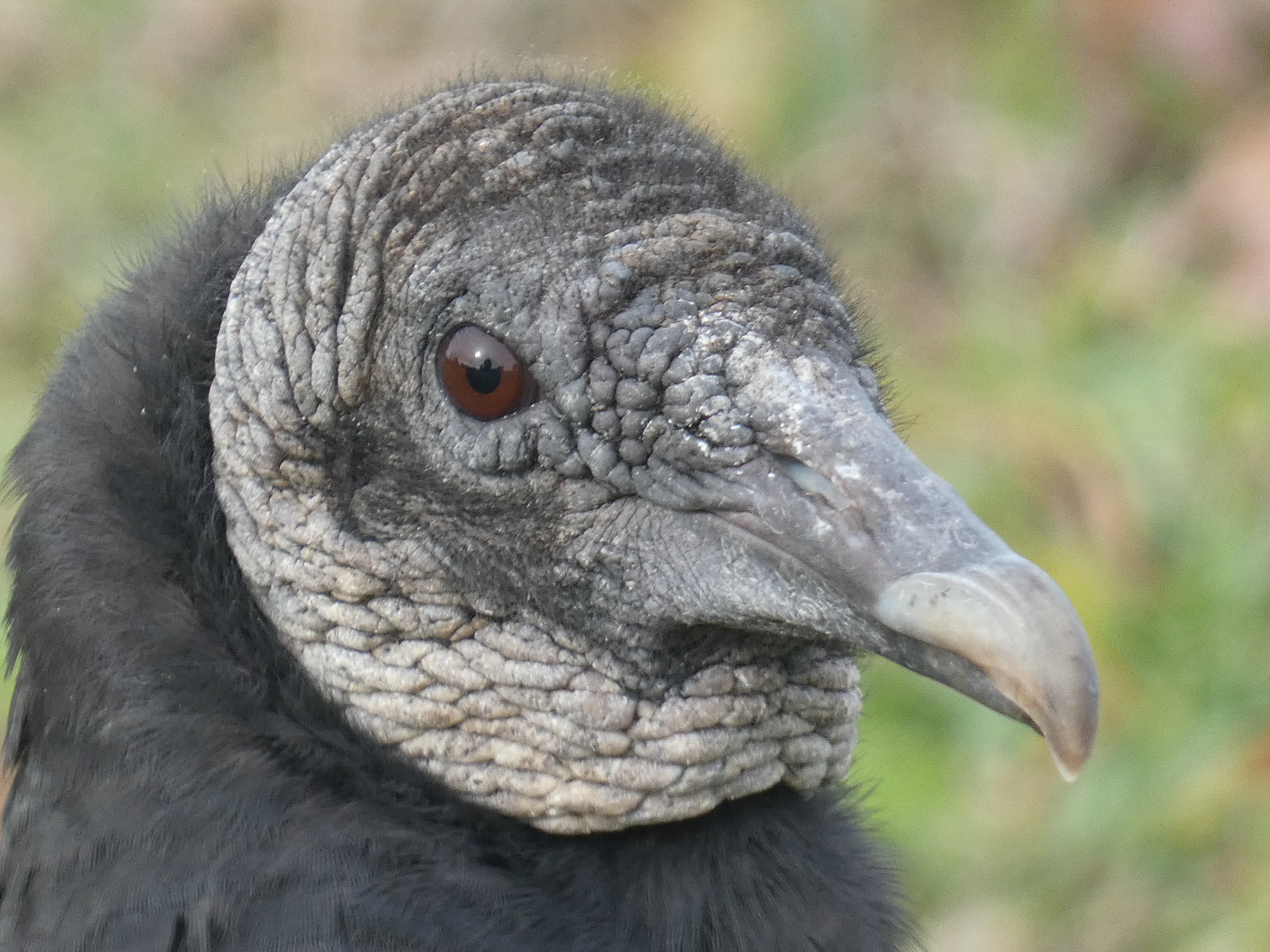 Black vulture 11082025.webp