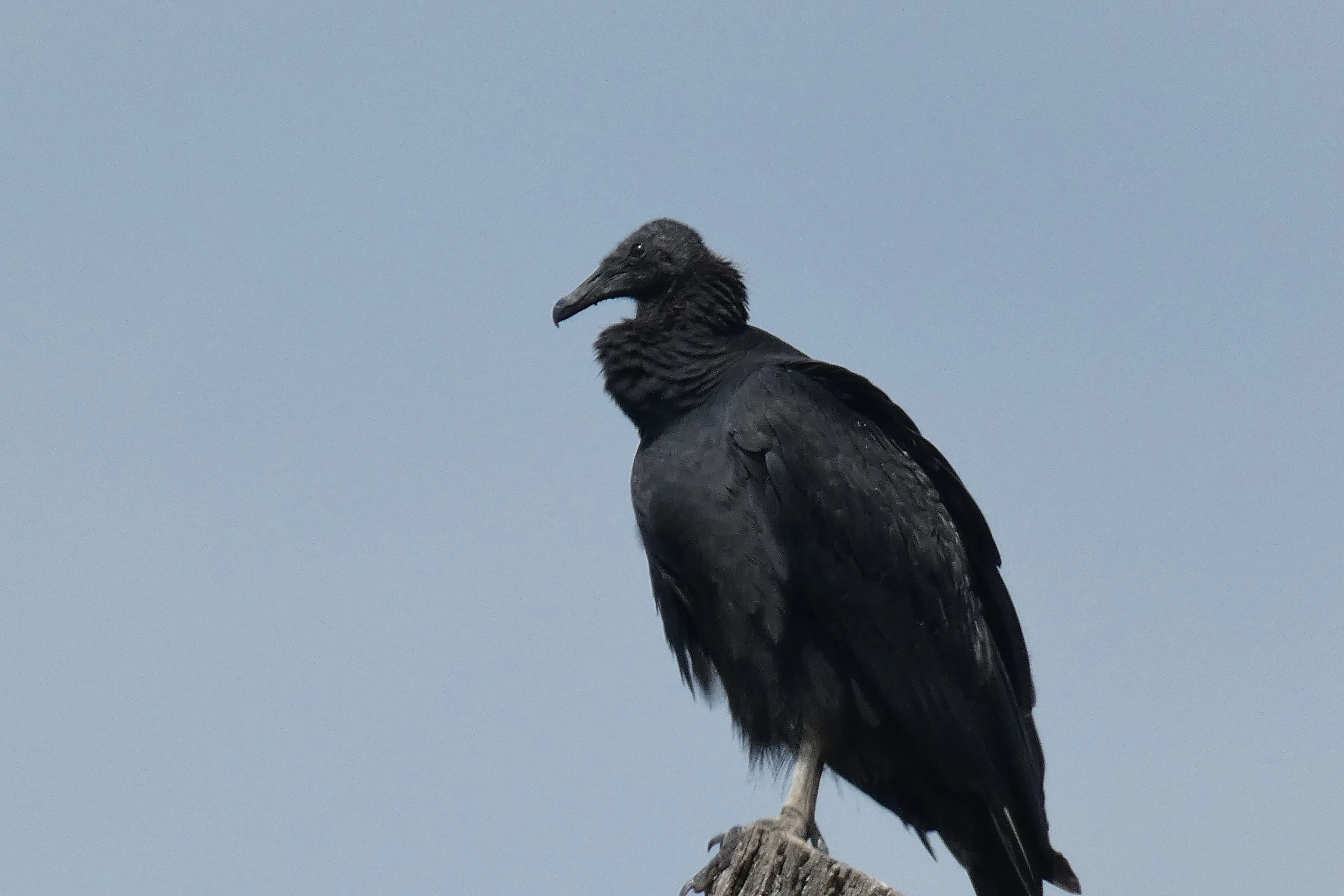black vulture Gunpowder Creek.webp