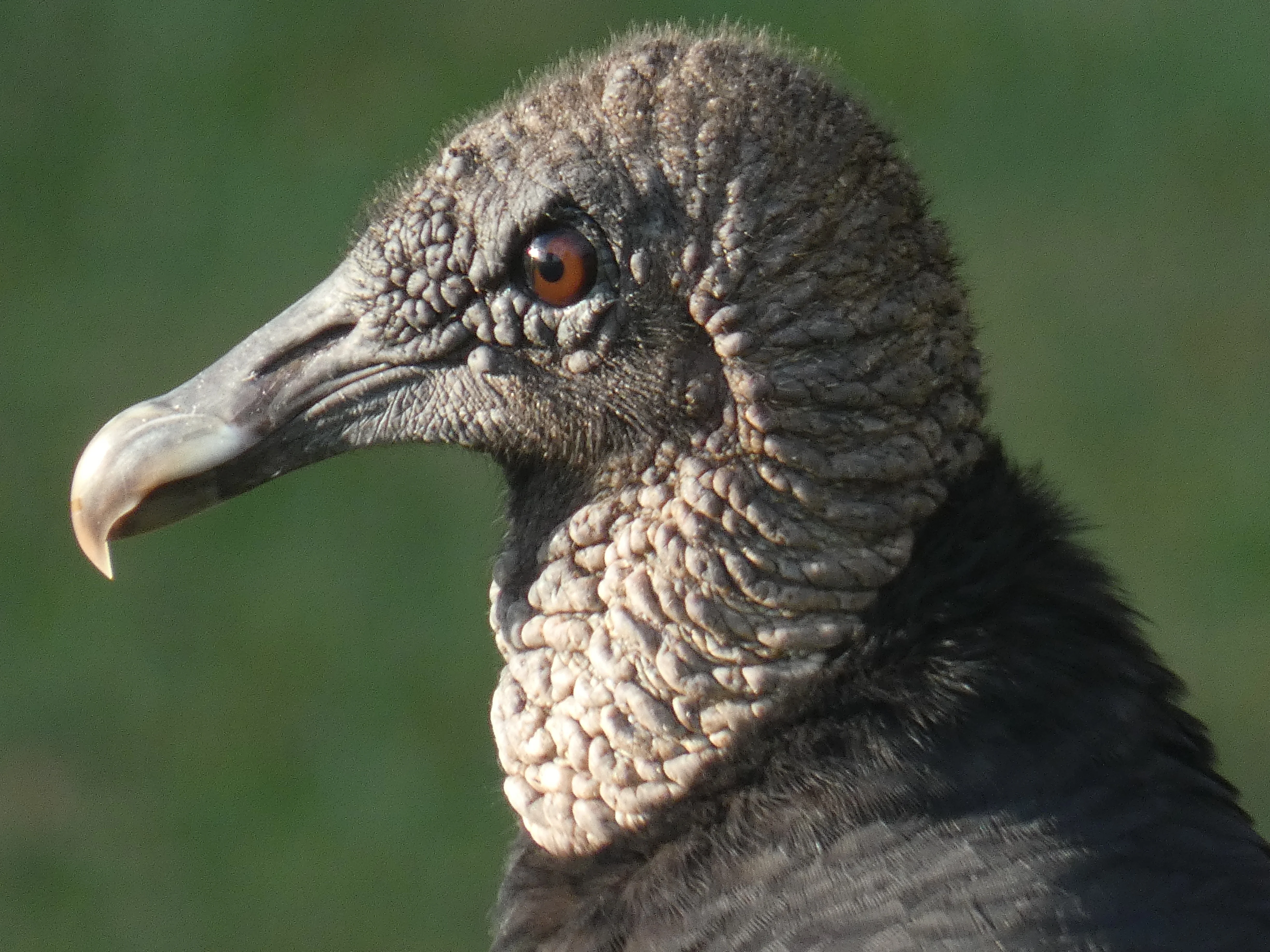 Black vulture head_2.webp