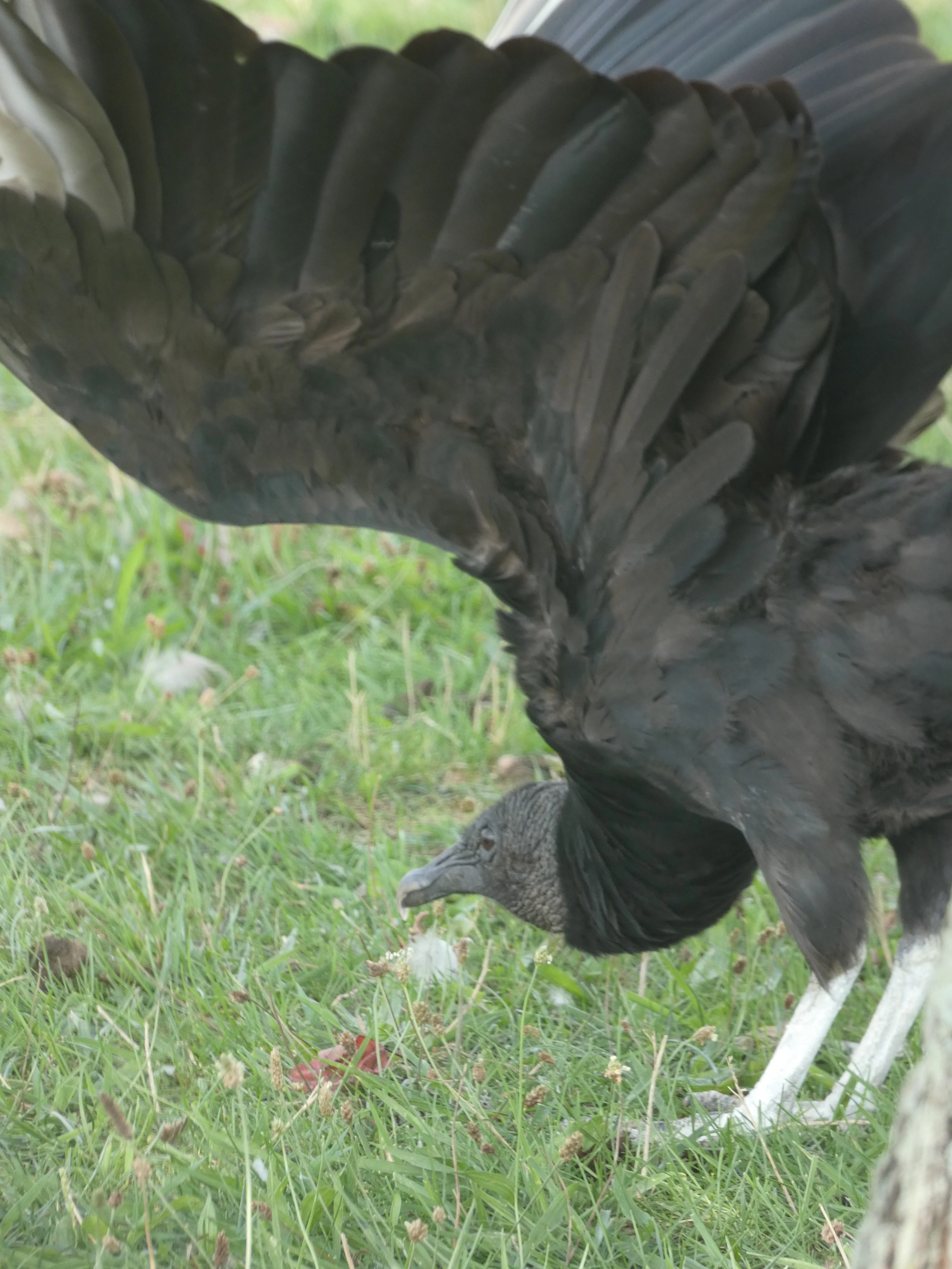black vulture spreading wings.webp