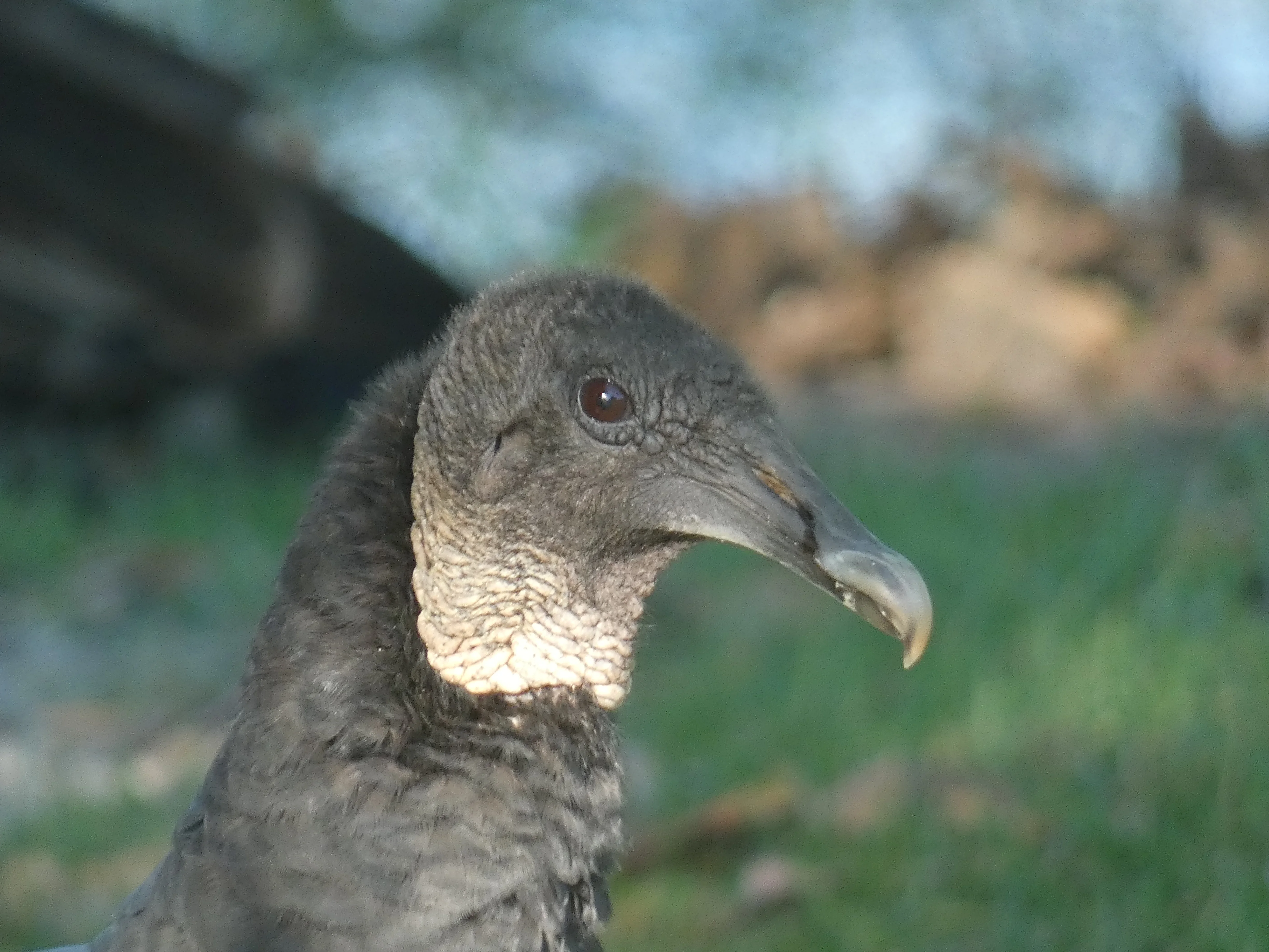 black vulture.webp