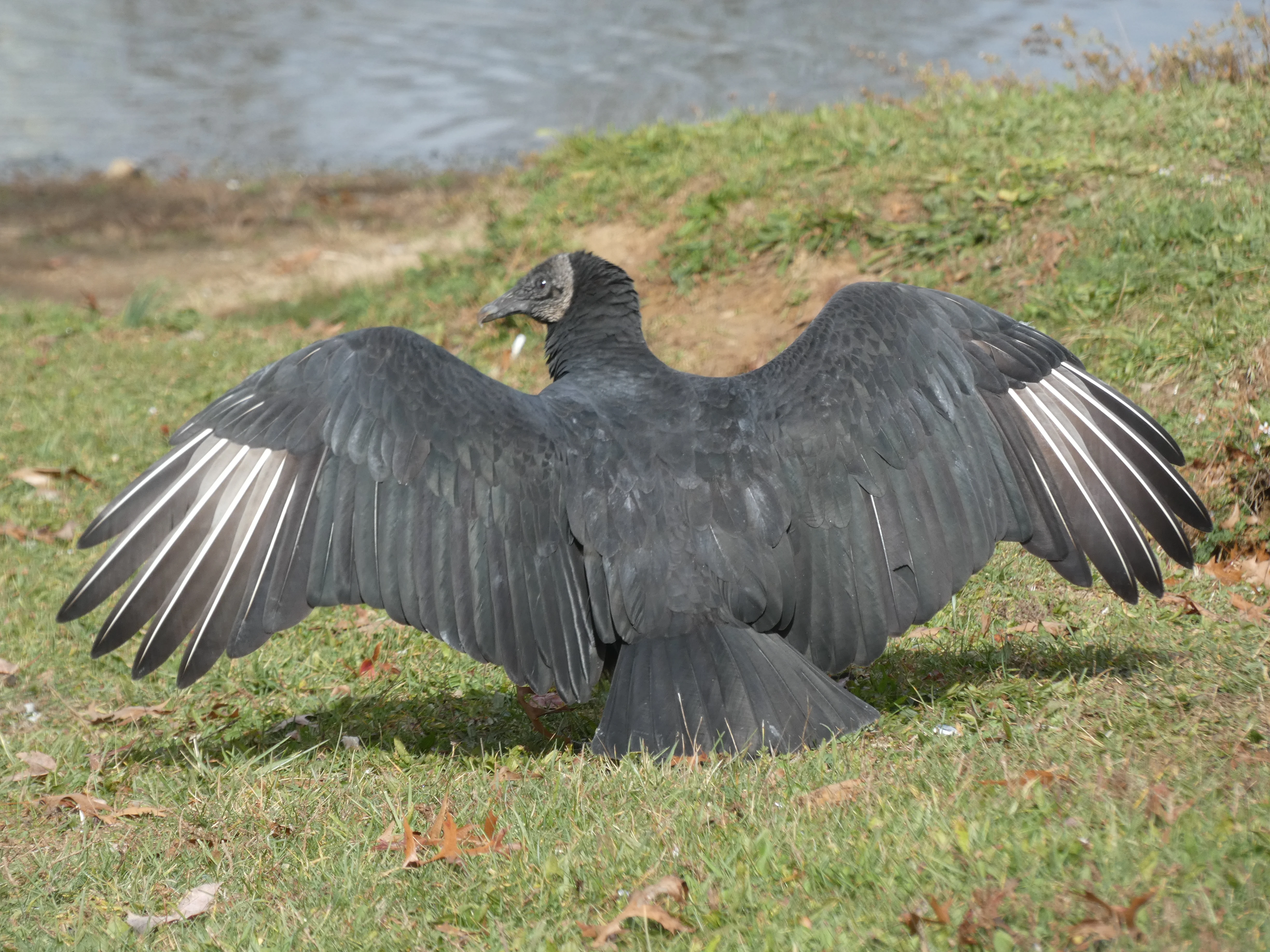 Black vulture wings spread.webp