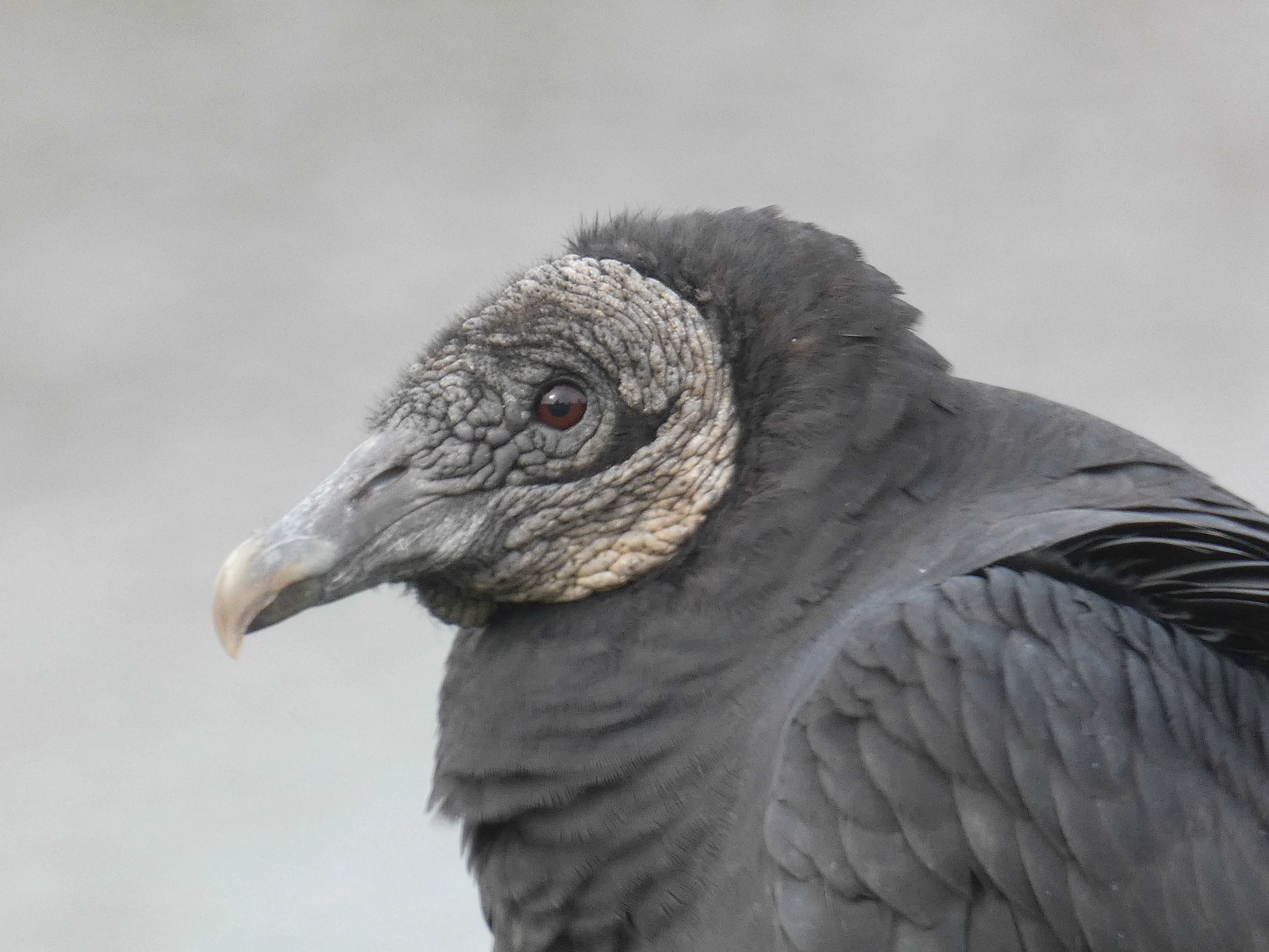 Black Vulture_2 11082025.webp