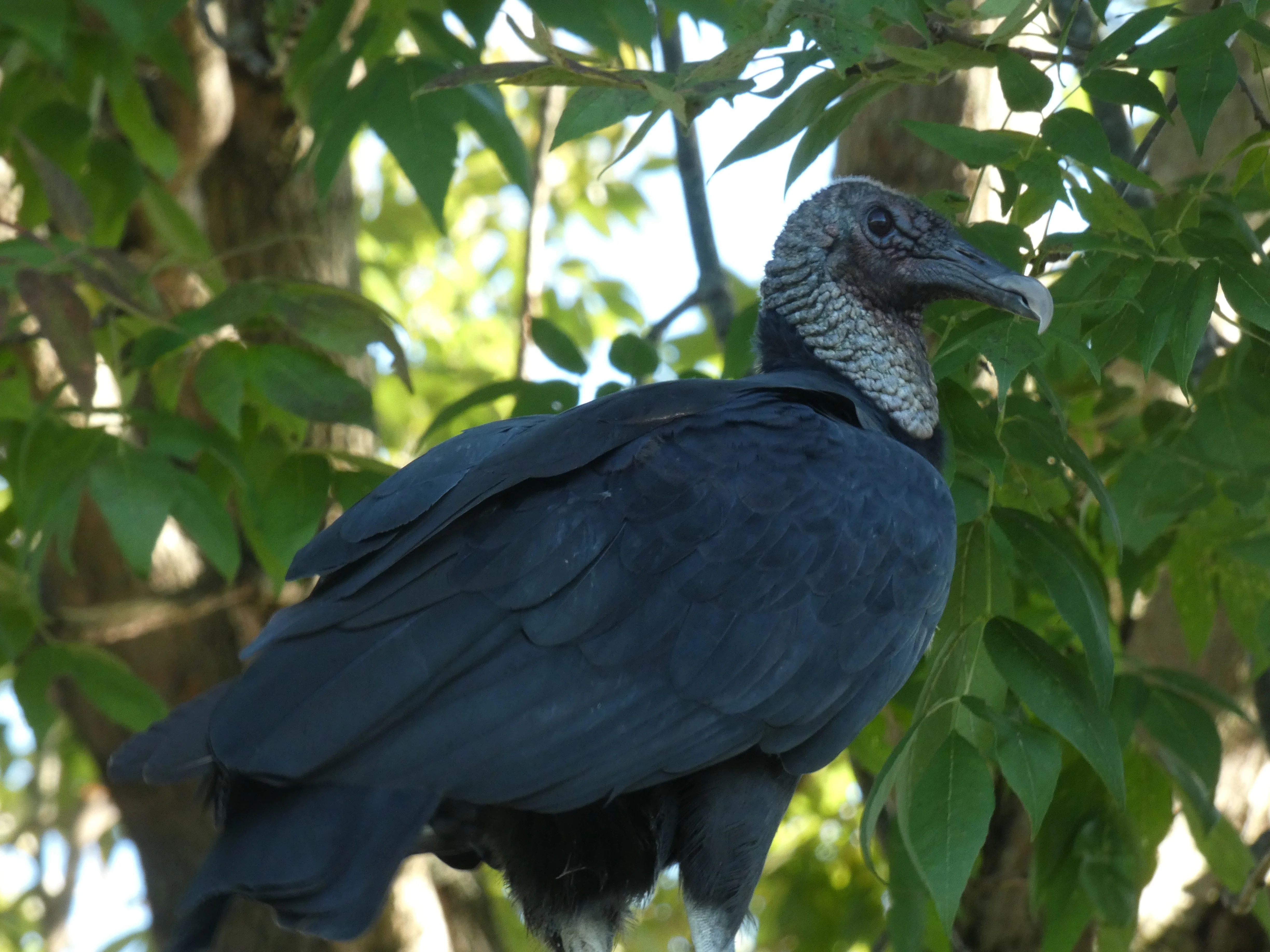 black vulture_2.webp
