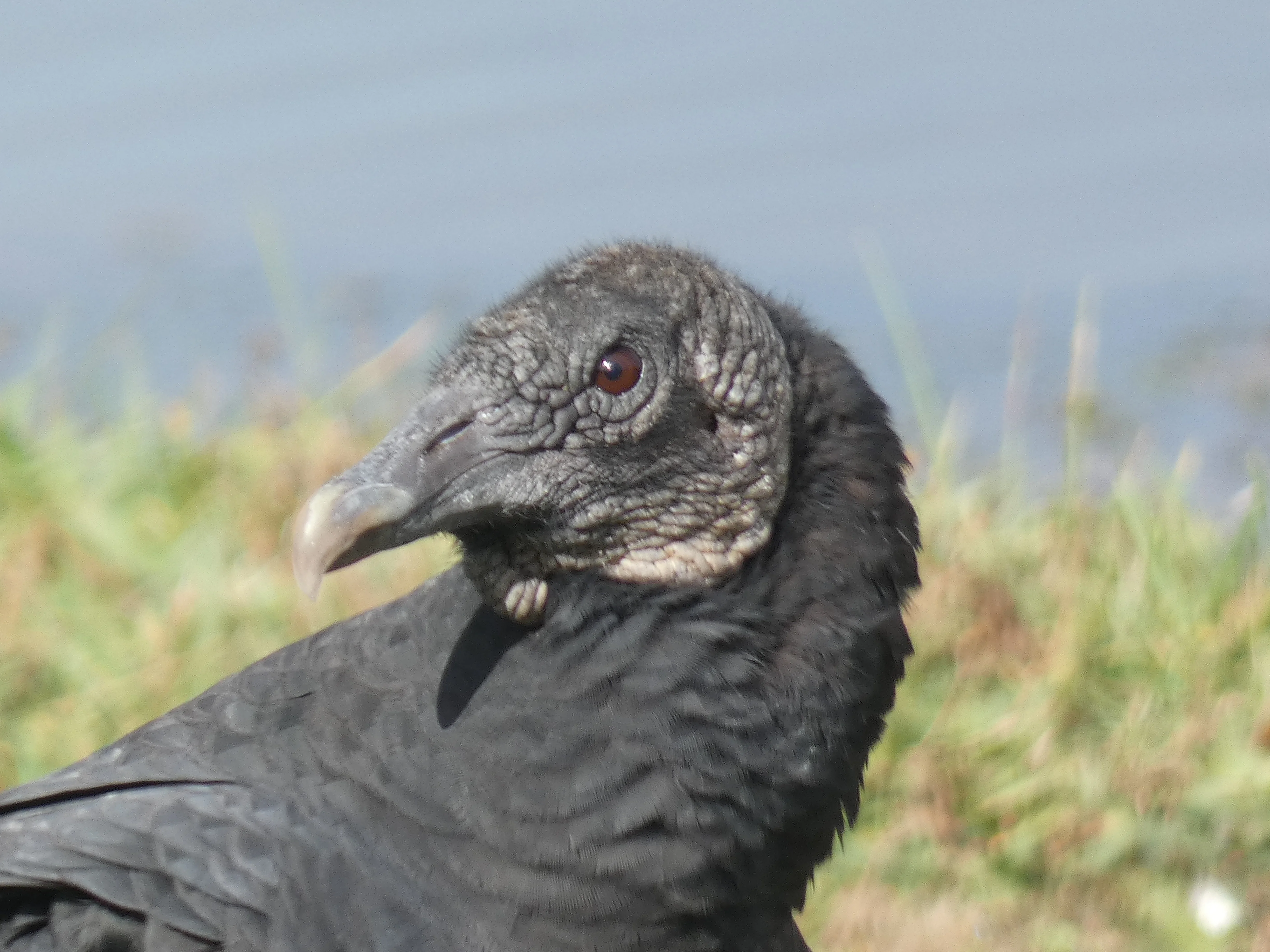 Black vulture_3 11082025.webp