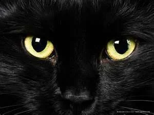 blackcat.webp