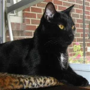 blackcat2.webp
