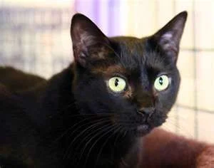 blackcat3.webp