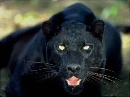 BlackPuma.full.webp