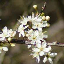 BLACKTHORN (prunus spinosa).webp