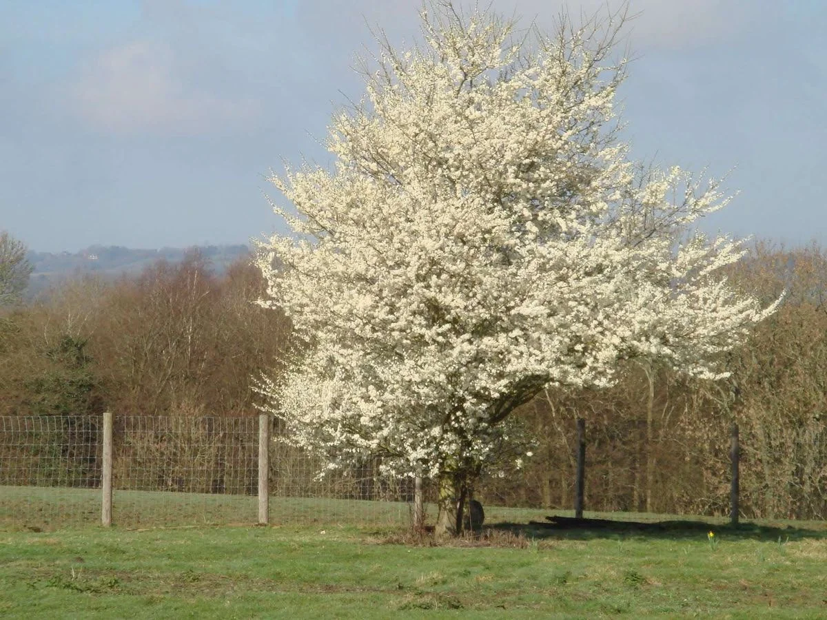 Blackthorn tree 2011.webp