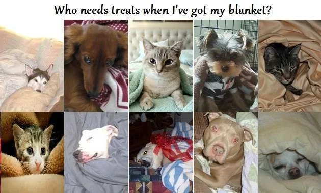blanket.webp