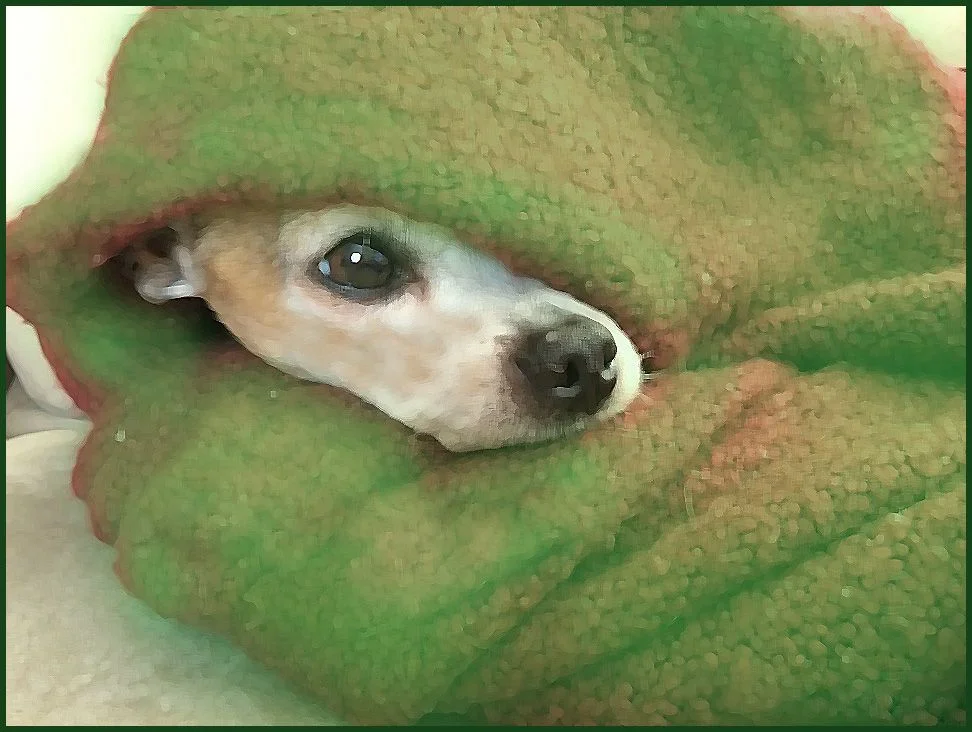 blanket with dog.webp