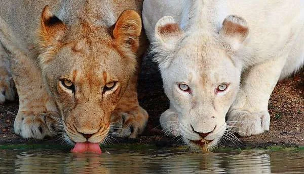 blog-image-white-lion-14.webp