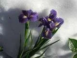 Bloom1.webp