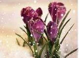 bloom3.webp