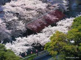 blossom 1.webp