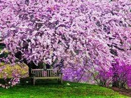 blossom 2.webp