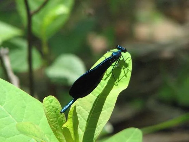 blue dragonfly.webp